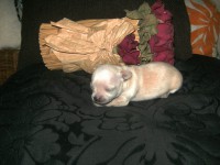 /album/chihuahua-de-la-frida-kahlo/bild0450-jpg/