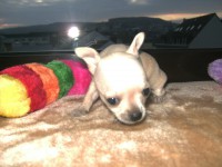 /album/chihuahua-de-la-frida-kahlo/bild0092-jpg/