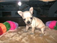 /album/chihuahua-de-la-frida-kahlo/bild0095-jpg/