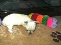 /album/chihuahua-de-la-frida-kahlo/bild0125-jpg/