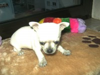/album/chihuahua-de-la-frida-kahlo/bild0121-jpg/
