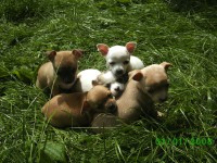 /album/chihuahua-de-la-frida-kahlo/bild0325-jpg/