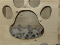 /album/chihuahua-de-la-frida-kahlo/hauschen4-jpg/