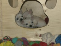 /album/chihuahua-de-la-frida-kahlo/hauschen6-jpg/