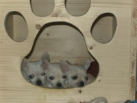 /album/chihuahua-de-la-frida-kahlo/hauschen3-jpg/