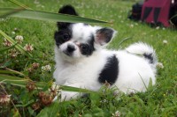 /album/chihuahua-de-la-frida-kahlo/a1-jpg/