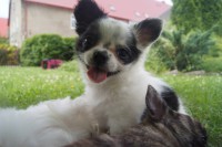 /album/chihuahua-de-la-frida-kahlo/a977332-592649107432682-1388714913-o-jpg/