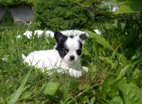 /album/chihuahua-de-la-frida-kahlo/a965179-582490525115207-2017803080-o-jpg1/
