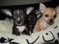/album/chihuahua-de-la-frida-kahlo/fun3-jpg1/