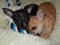 /album/chihuahua-de-la-frida-kahlo/enjoy-erick1-jpg/