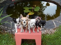 /album/chihuahua-de-la-frida-kahlo/meinevier-jpg1/