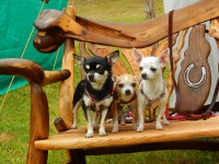 /album/chihuahua-de-la-frida-kahlo/meinedrei1-jpg/